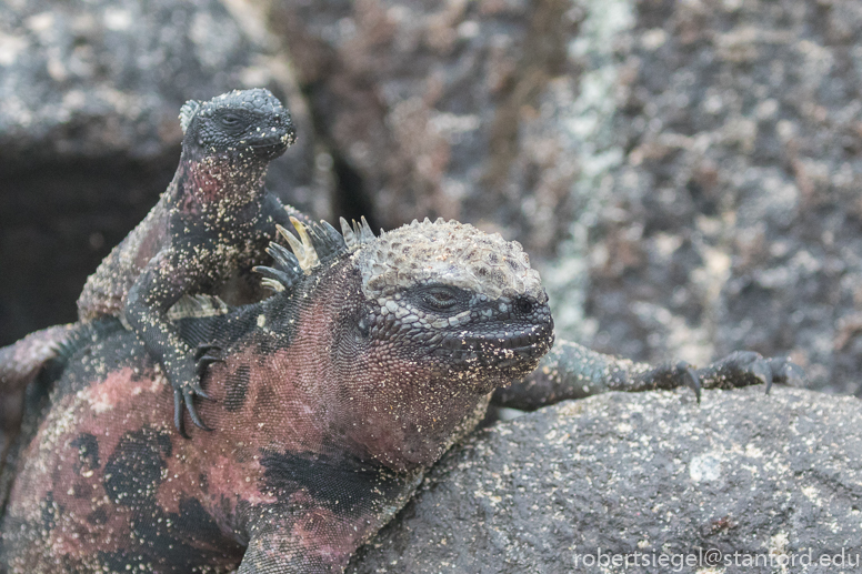 galapagos